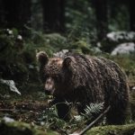 bear in a forest in slovenia