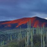 cacti in the mexican desert