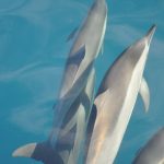 dolphins in mauritius