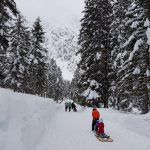 sledding in slovenia between trees