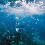 tropical fish in mauritius