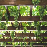 green grape vines in greece