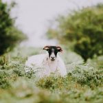 sheep in the quantocks in somerset