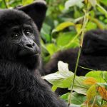 gorilla in uganda