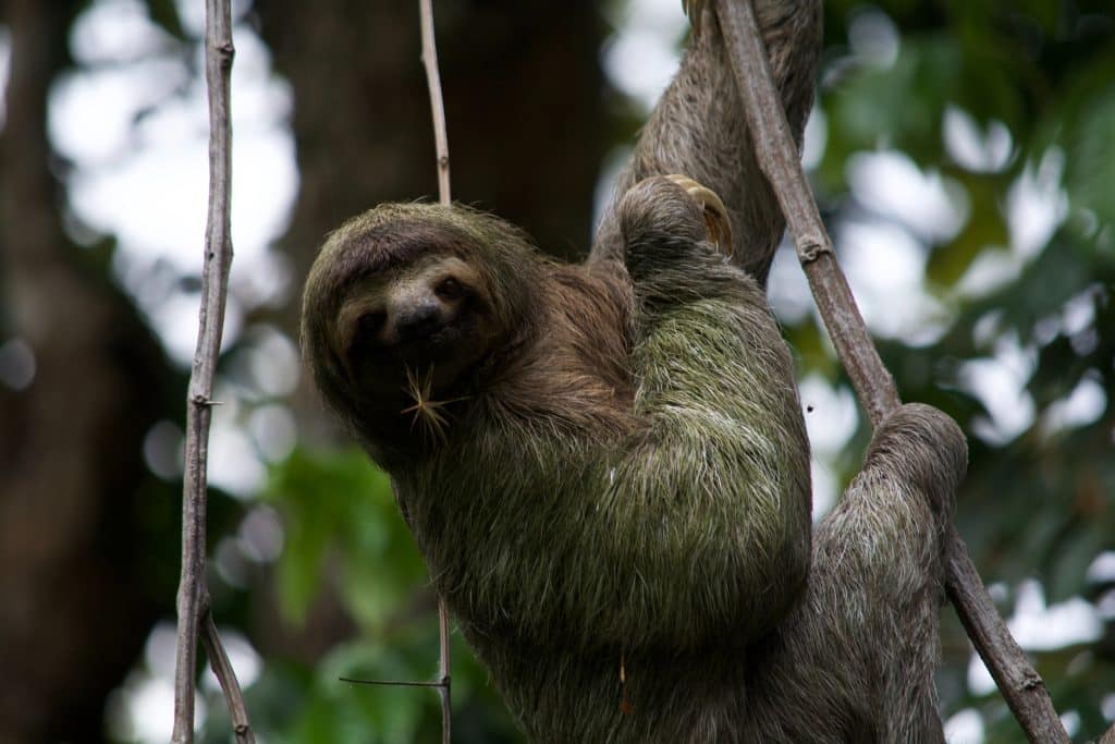 sloth in a tree in costa rica