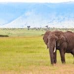 elephant in kenya