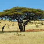 giraffe under a tree in kenya