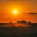 sunset and zebra in kenya