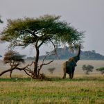 elephant in tanzania