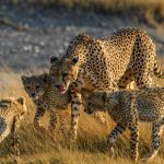 group of cheetah in tanzania