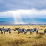 herd zebra in tanzania