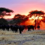 water buffalo in tanzania