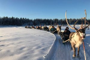 Reindeer northern lights ranch sleigh ride