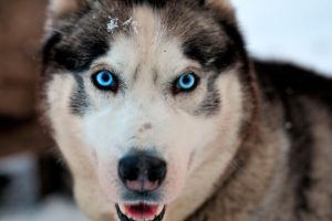 Husky safari adventure sleigh ride