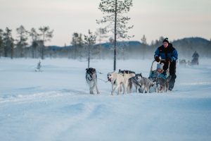 Husky ride over snowy Lapland