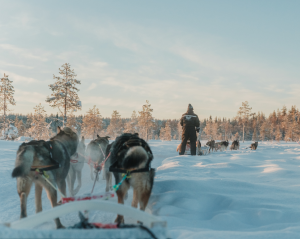 Husky ride in Levi Lapland