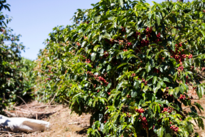 Coffee plantation in Costa Rica, San Jose