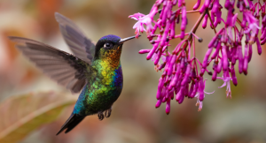 Costa Rica hummingbird eating flower in autumn/fall