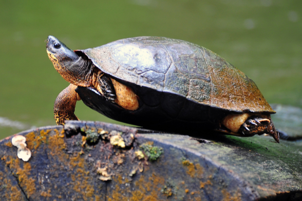 Eco activities in Costa Rica