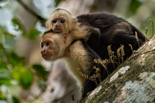 What is Costa Rica doing for wildlife?