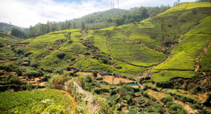 Rolling hills of Gammaduwa in Sri Lanka