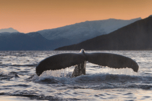 Whale tail above water at sunset in Norway