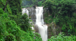 running waterfall in Nuwara Eliya in Sri Lanka surrounded by lush green plants