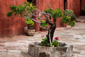 old bonsai tree at the centre of the santa catalina monastery