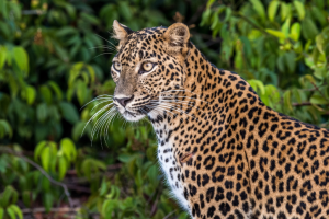 Leopard in Wilpattu National Park with trees behind it