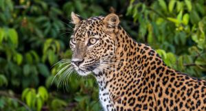 Close up of a leopard spotted in Wilpattu National park Sri Lanka 