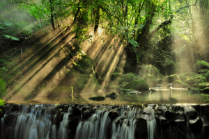 sun beaming through trees in the amazon rainforest