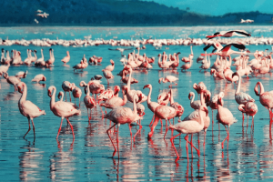 Flamingos standing in still water in Kenya on a boat safari