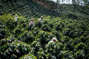 coffee farm in Colombia with people picking the coffee beans