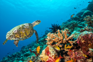 Sea turtle swimming around a coral reef in the Maldives