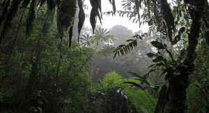 Thick foliage in Costa Rica through trees