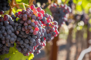 Wine grapes hanging in Cyprus ready to be picked