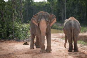 Elephants walking through a jungle in Cambodia