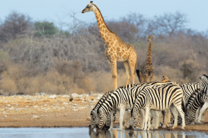 Giraffes and zebras drinking in Etosha east Namibia