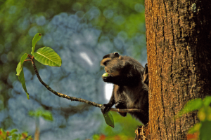 Money sitting in a tree enjoying a snack in Kamamega in Kenya