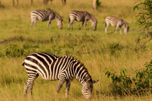 herd of zebra drinking at a water hole in Lake Mburo in Uganda