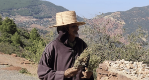 Man wearing straw hat carrying hand-picked rosemary bushels 