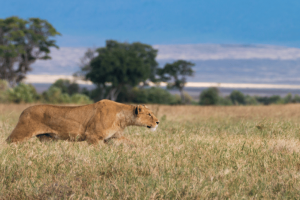 Ngorongoro national park in tanzania with a leopard stalking through the grass