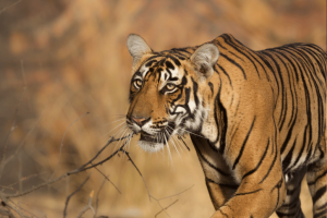 Bengal tiger stalking in Ranthambore national park