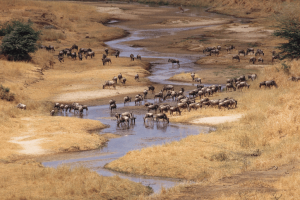 Tarangire National Park in tanzania with a heard of wildebeest 