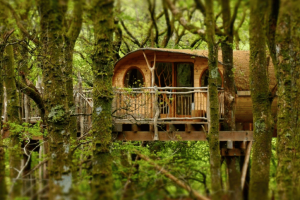 Treehouse in an old forest in Snowdonia, Wales