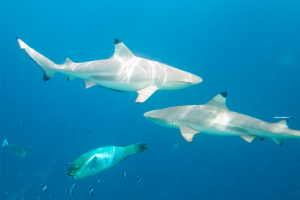 black tip sharks swimming around in the Maldives