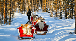 People sledding across lapland in a sleigh