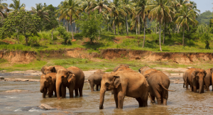 Elephants bathing in a lake in sri lanka 