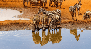 Zebra drinking at waterhole in Kenya Safari