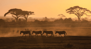 Herd of animals running across the savannah in Kenya